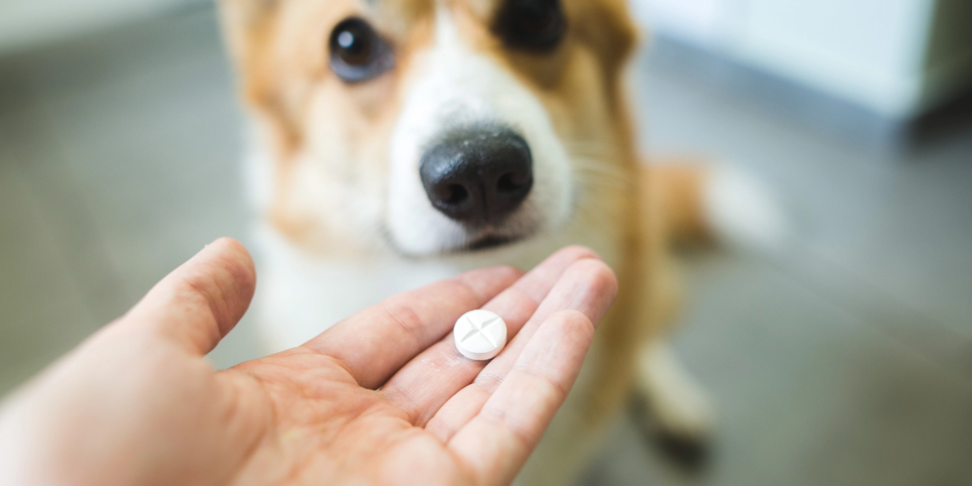 goodneighbors_family_pharmacy_toledo_ohio_local_pet_care